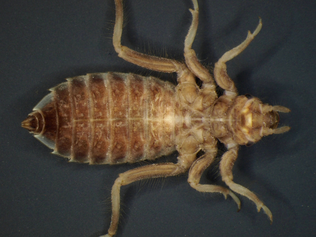 Gomphus vulgatissimus